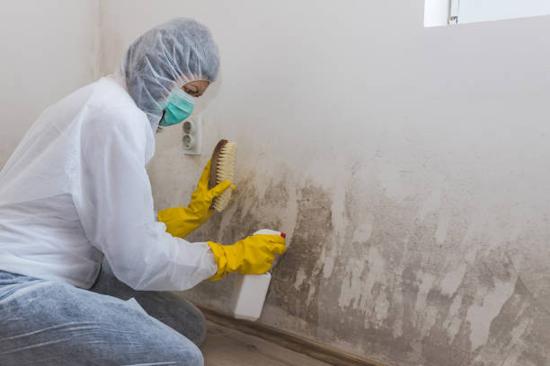 Best Mold Prevention Services  in Merryville, LA