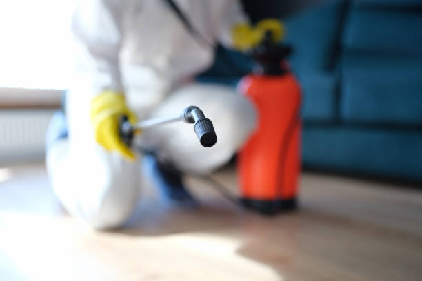 Mold Odor Removal Services