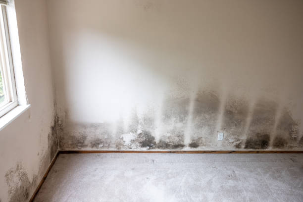 Best Asbestos and Lead Testing During Mold Inspection  in Merryville, LA