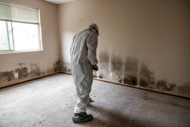 Best Mold Damage Restoration  in Merryville, LA